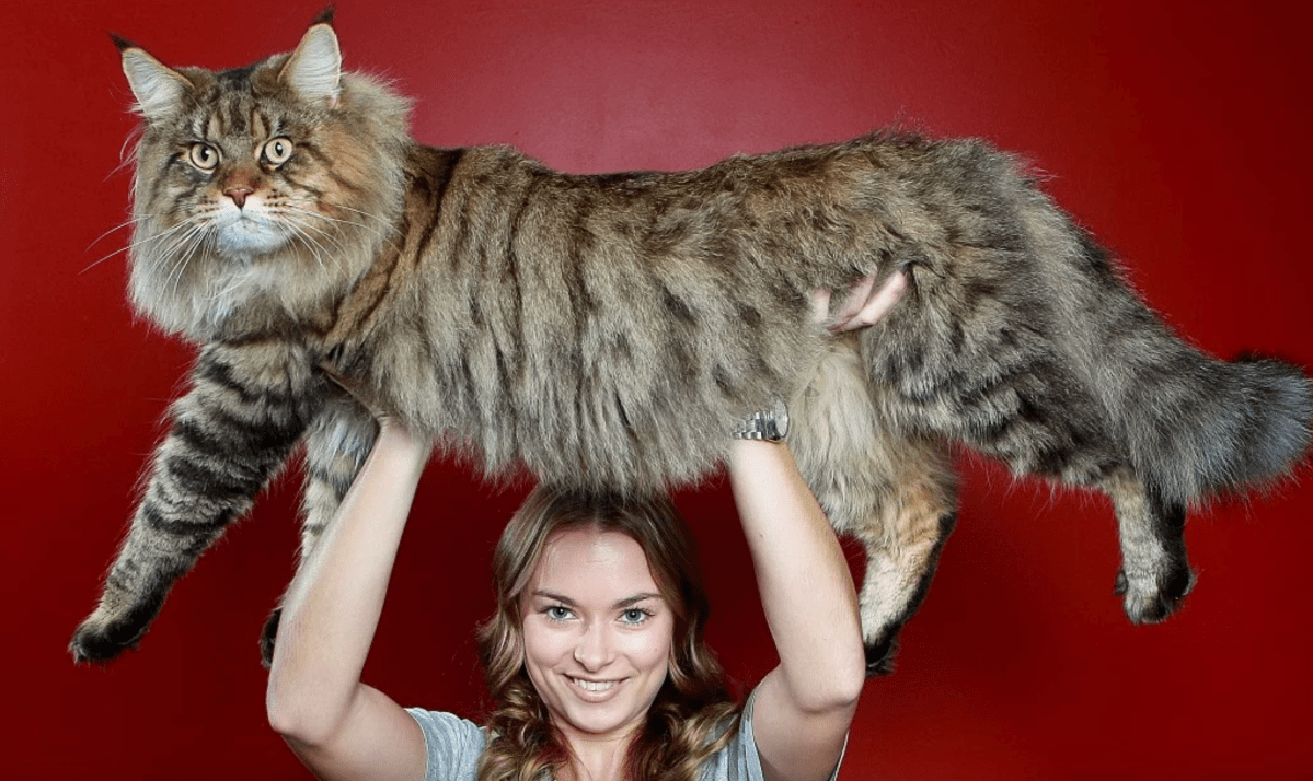 The Truth No One Will Tell You About Cat&nbsp;Breeds