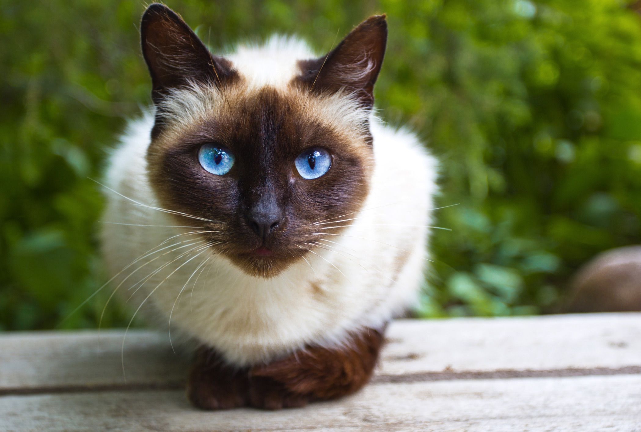 siamesecat