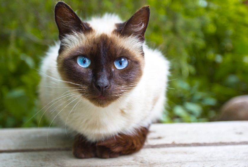 siamesecat
