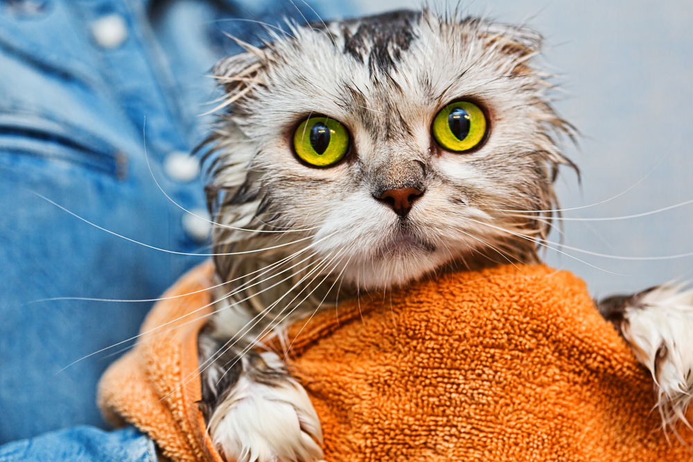 Do You Bathe Your&nbsp;Cat?