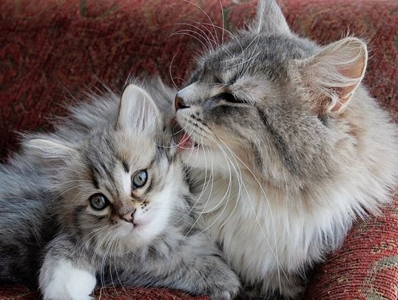 Chasing Clicks, News Sites Blame Cat For Woman’s&nbsp;Death