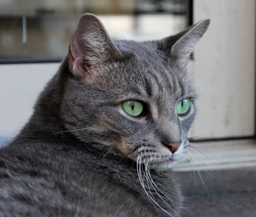 Buddy the Cat: Dashingly Handsome!