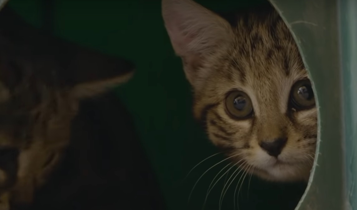 Watch Adorable Black-Footed Kittens Enjoy Their&nbsp;Yums