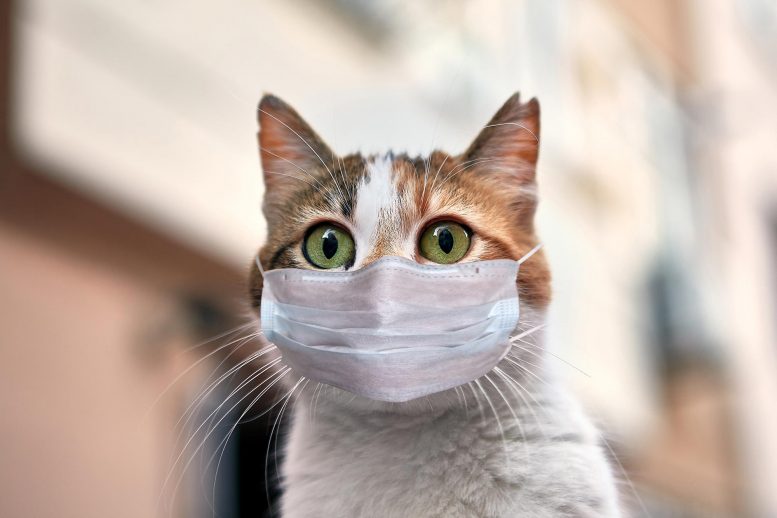 Cat-COVID-19-Mask-777x518