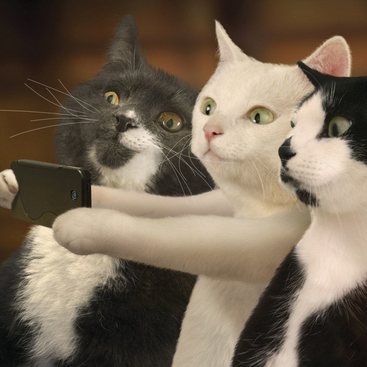 How To Take Better Photos Of Your&nbsp;Cat