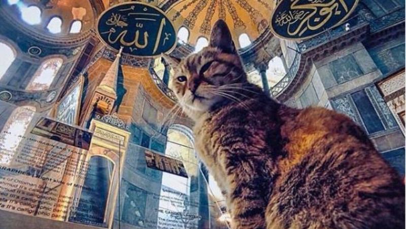 Gli the Cat of Hagia Sophia