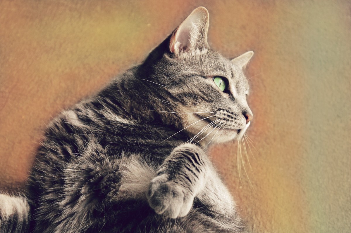 “Hello! Scratch Me Right Behind My Ears&nbsp;Please!”