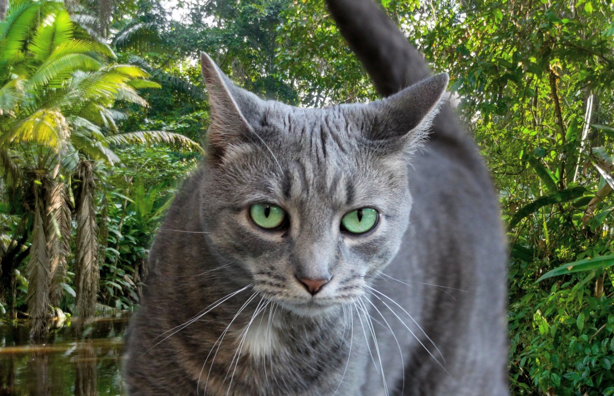 Amazing Cat Breeds: The&nbsp;Buddinese