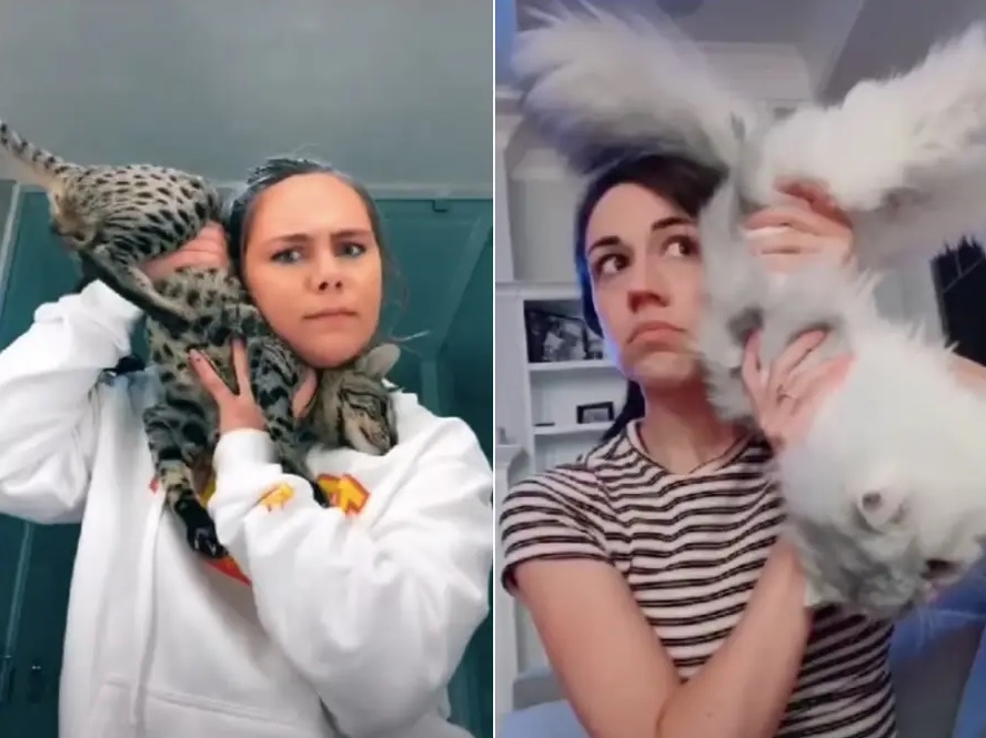 The Queen Is Coming, Idiots Say