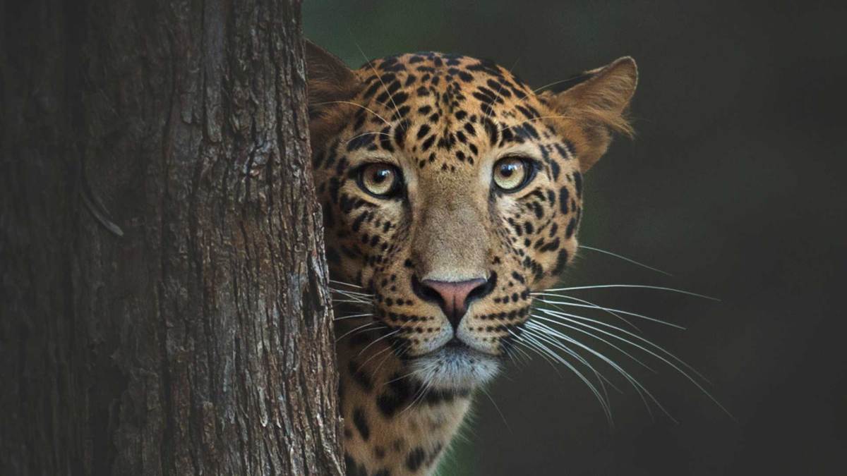 Spectacular Photos Show Big Cats As They’re Meant To&nbsp;Live