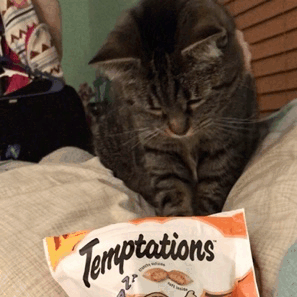 temptationskitten