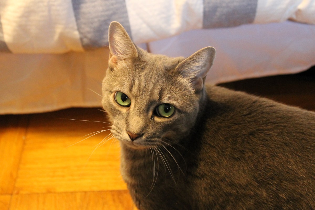 Buddy The Cat Discovers Terrifying Haunted&nbsp;Room