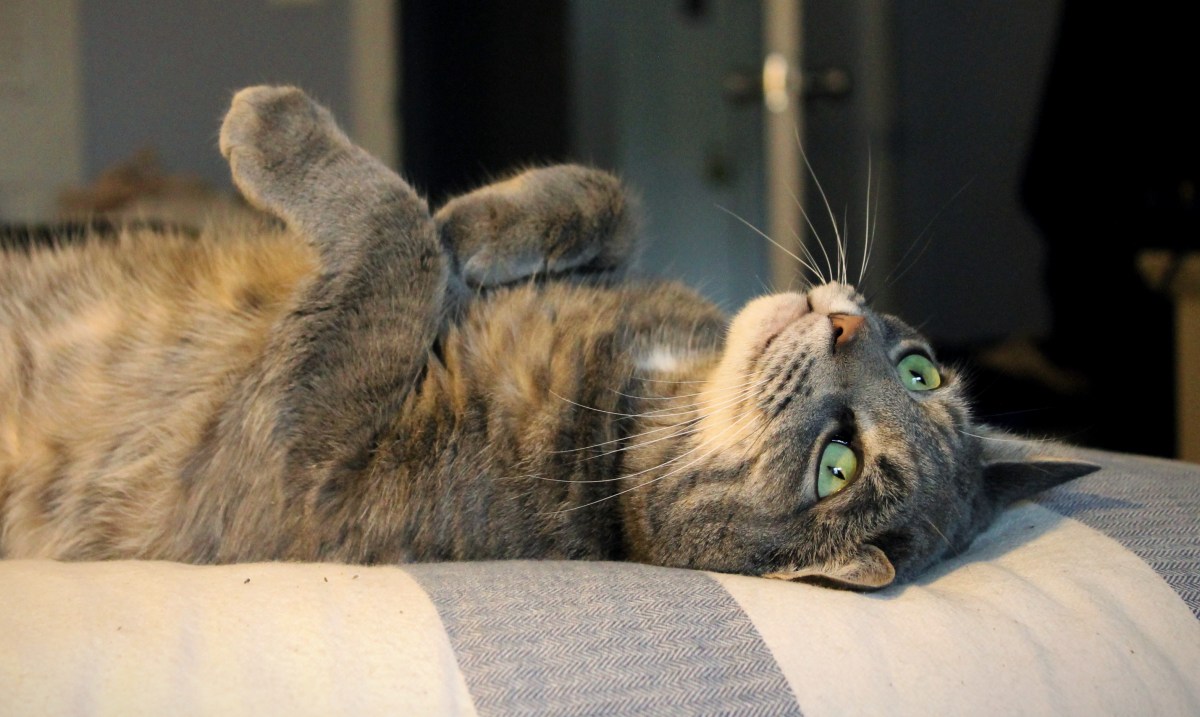 Buddy The Cat Offers The World Cuddles: ‘In These Times Of Strife, People Need&nbsp;Hugs’