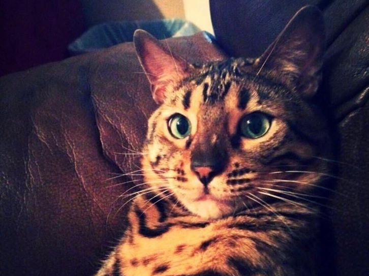 Cat’s Brutal Murder May Be A Hate Crime, Police&nbsp;Say