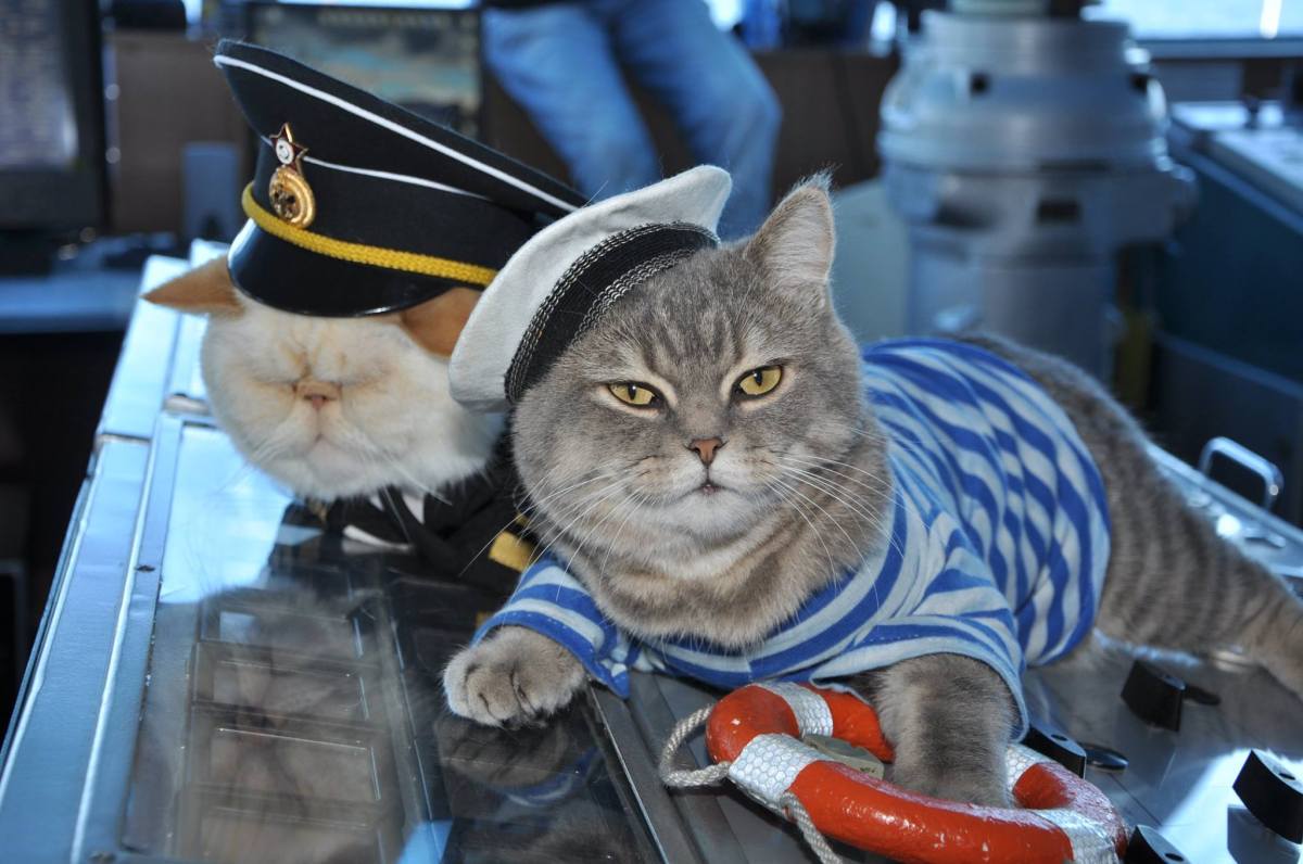 President Buddy Begs Cats To Join Navy, Marines: ‘Don’t Be Scared of&nbsp;Water!’