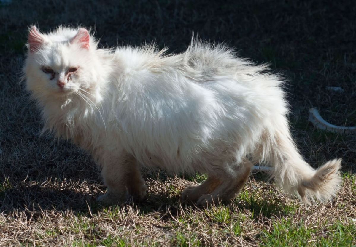 NYT Columnist: ‘If I owned a gun, I swear I would have shot that&nbsp;cat’