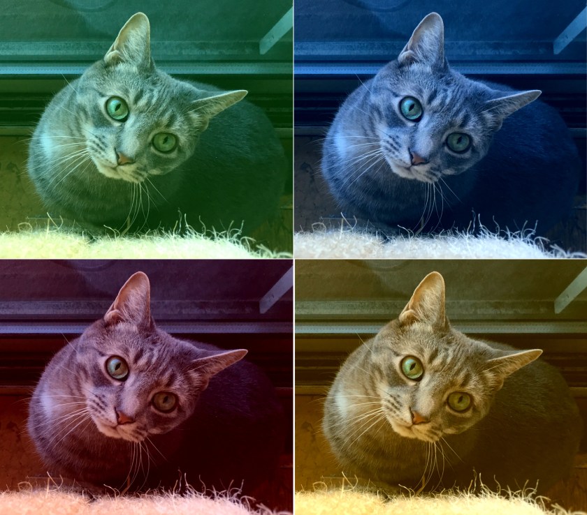 ferrariletigrebluesteelmagnum