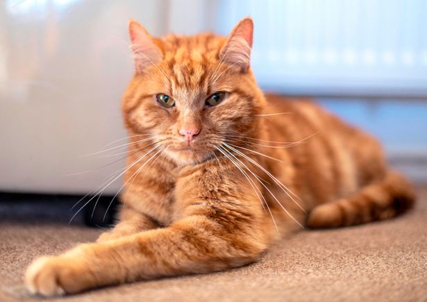 Cat Is ‘Rehomed,’ Escapes and Walks 40 Miles Back To His&nbsp;People
