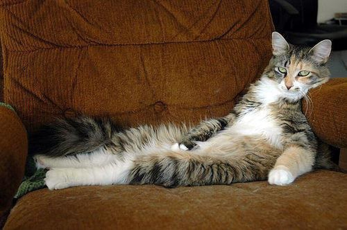Study Confirms What We All Know: Cats Are Remarkably&nbsp;Lazy