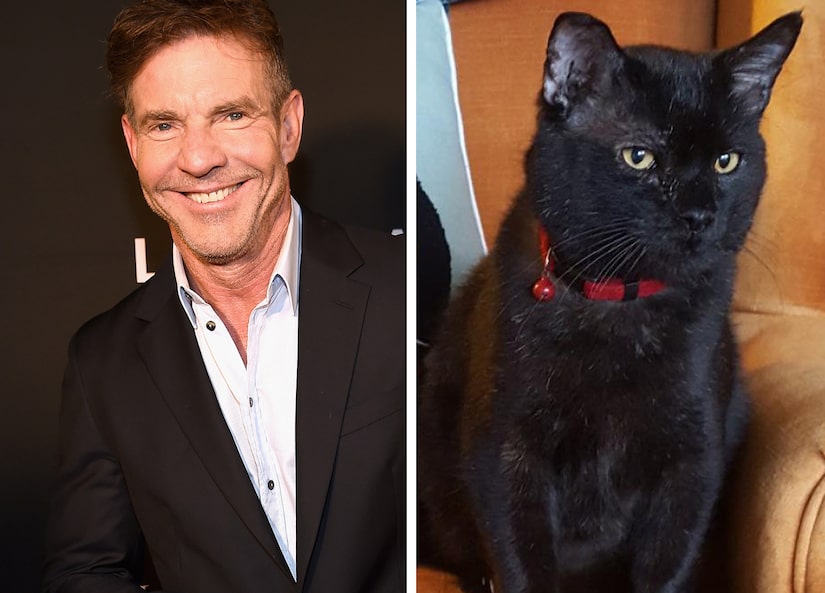 Dennis Quaid The Actor Adopts Dennis Quaid The&nbsp;Cat