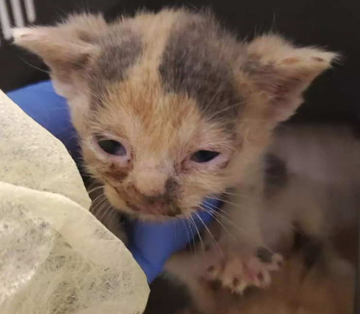 Screenshot_2020-08-12 150 cats rescued from Toronto home