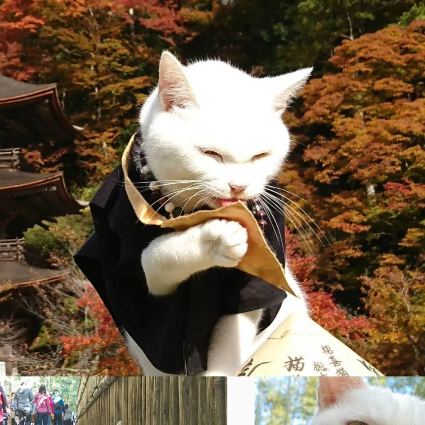 Screenshot_2020-08-12 ねこ地蔵とおる ( nekojizo) is on Instagram(13)