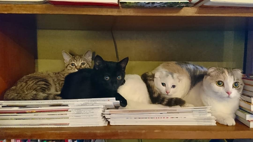 Screenshot_2020-08-12 ねこ地蔵とおる ( nekojizo) is on Instagram(4)