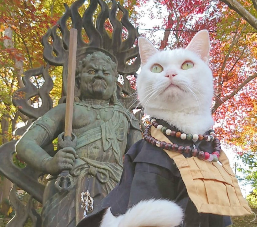 Screenshot_2020-08-12 ねこ地蔵とおる ( nekojizo) is on Instagram(5)