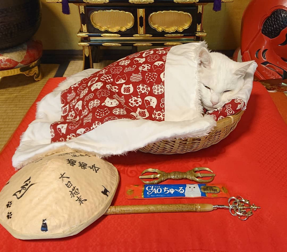 Screenshot_2020-08-12 ねこ地蔵とおる ( nekojizo) is on Instagram(8)