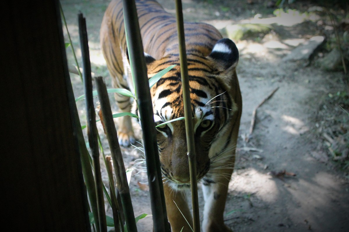 Big Buddy Goes Face To Face With A&nbsp;Tiger