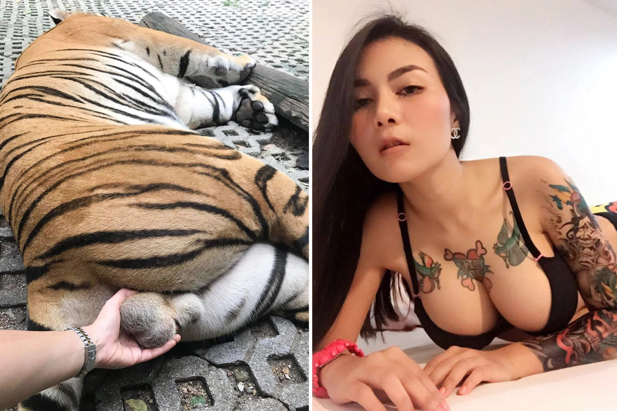 Ballsy Thai Tourist Grabs Tiger’s Crown&nbsp;Jewels