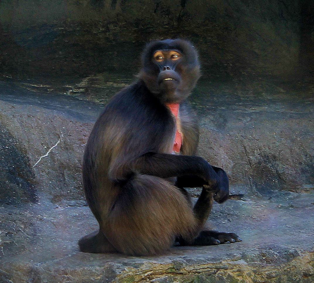 gelada3