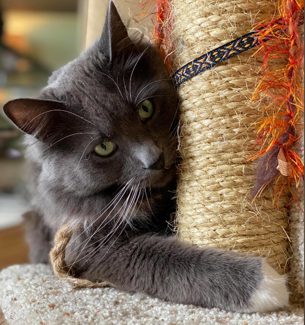 Screenshot_2020-09-10 EXCLUSIVE Utah couple explains spending $15,000 to save their cat (1)