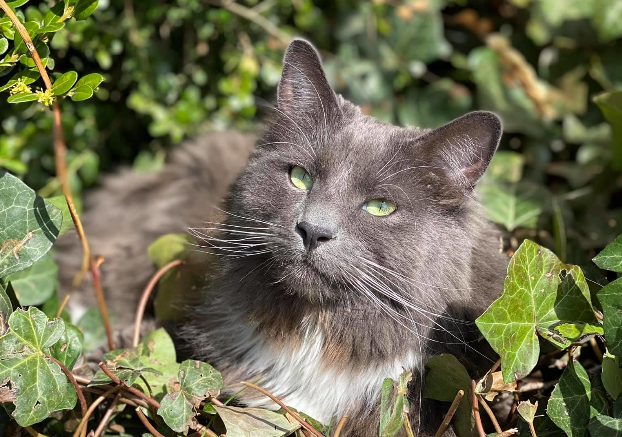 Utah Couple Drops $15k To Save Beloved&nbsp;Cat