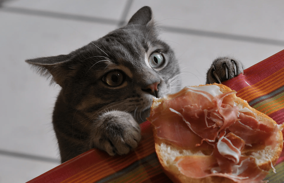 President Buddy Blasts ‘One Meal A Day’ Cat&nbsp;Study