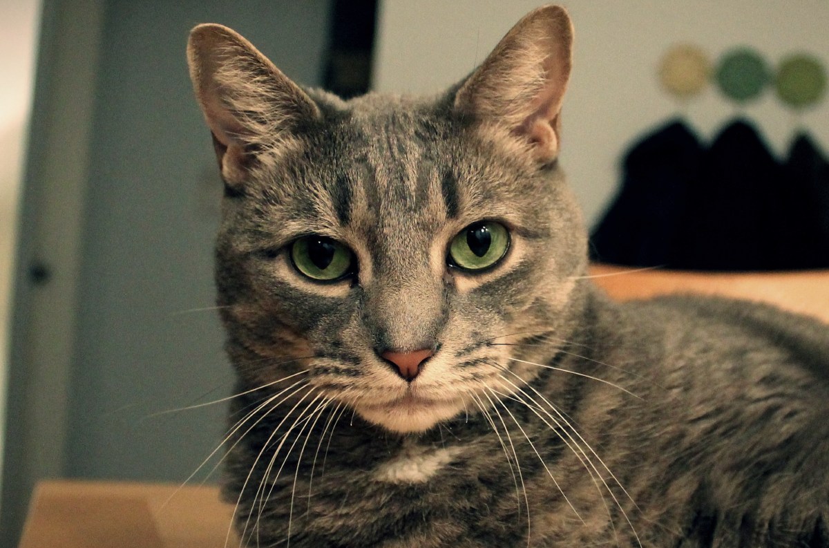 Utopia Avenue: Searching For The Moon Gray&nbsp;Cat