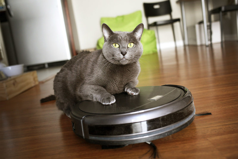 Buddy’s Letter To Santa Claws: A Very Roomba&nbsp;Christmas