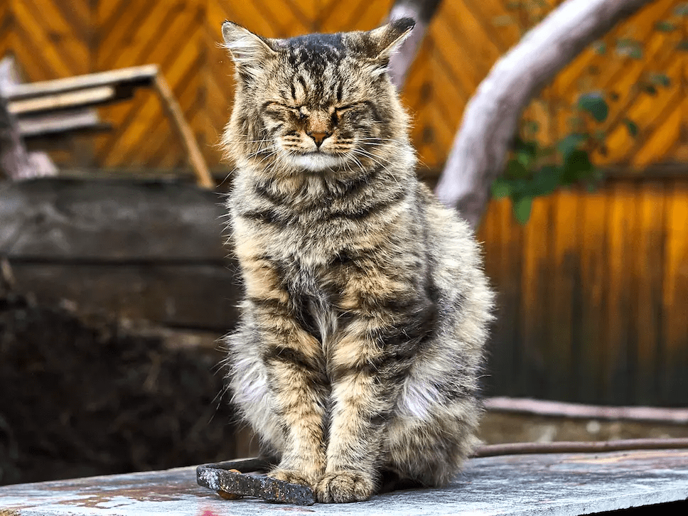 Study Confirms Cats Are Set At Ease By ‘Slow&nbsp;Blinks’