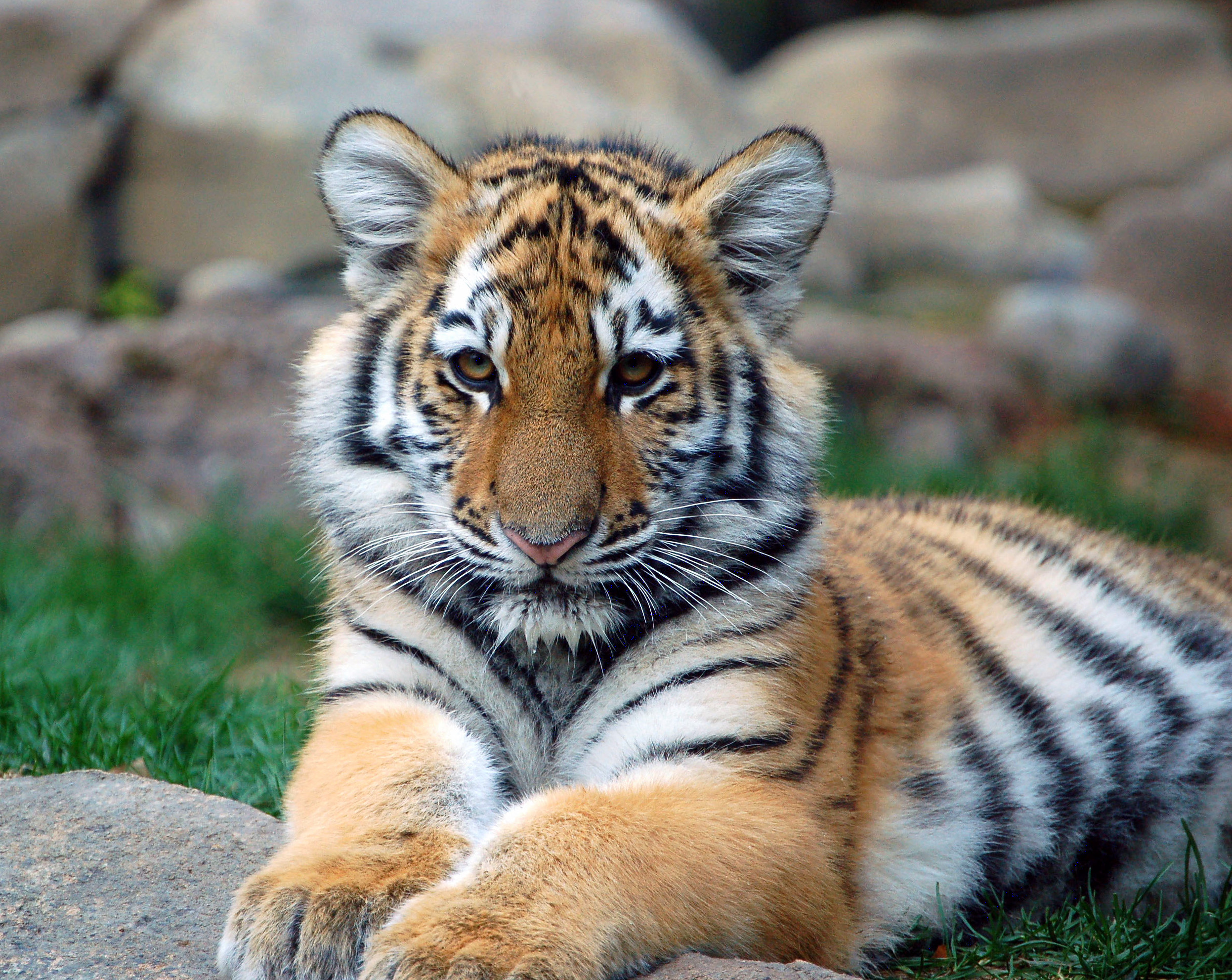 tigercub2