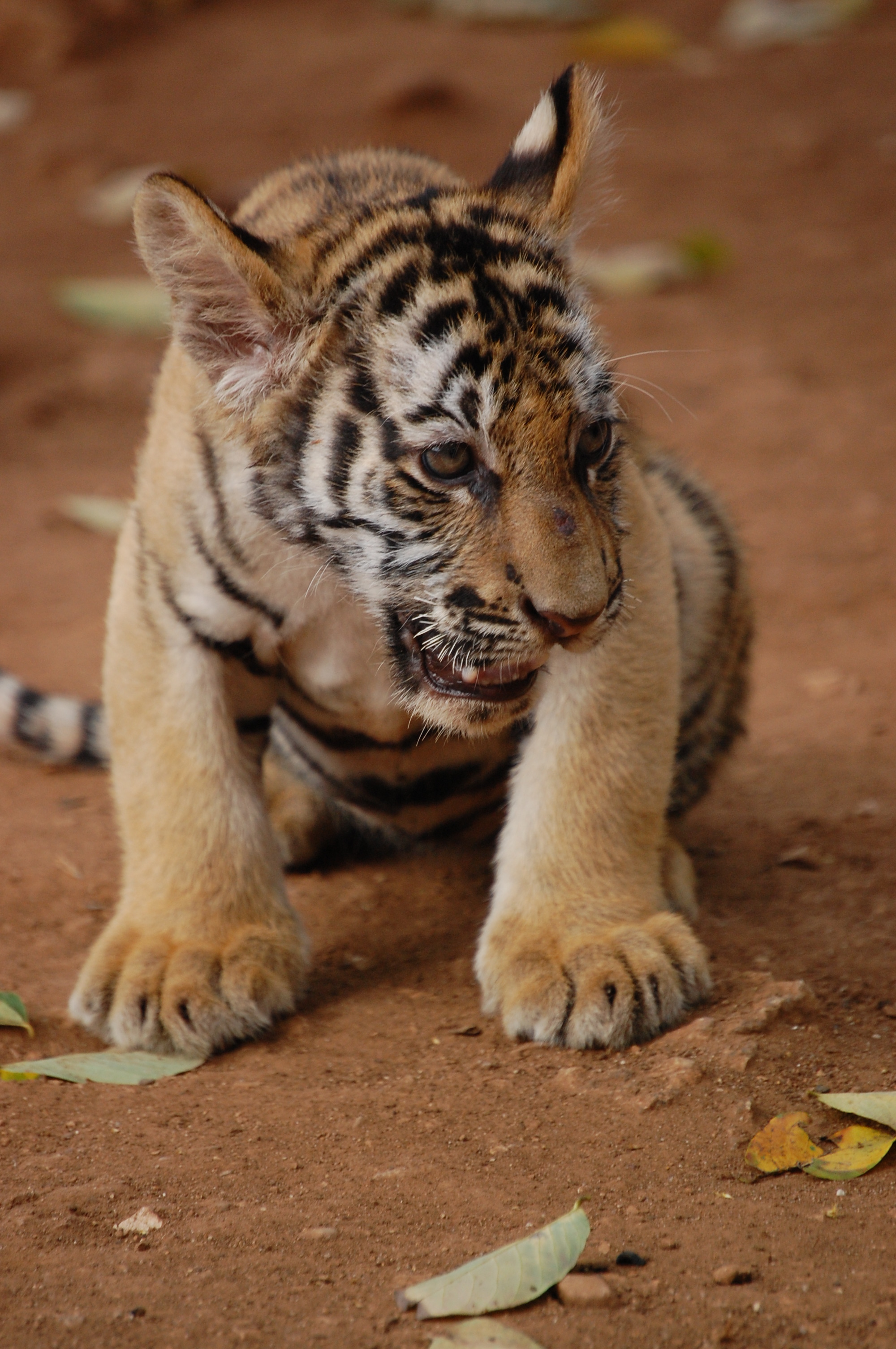tigercub5