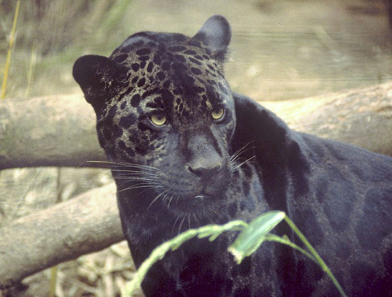 blackjaguar