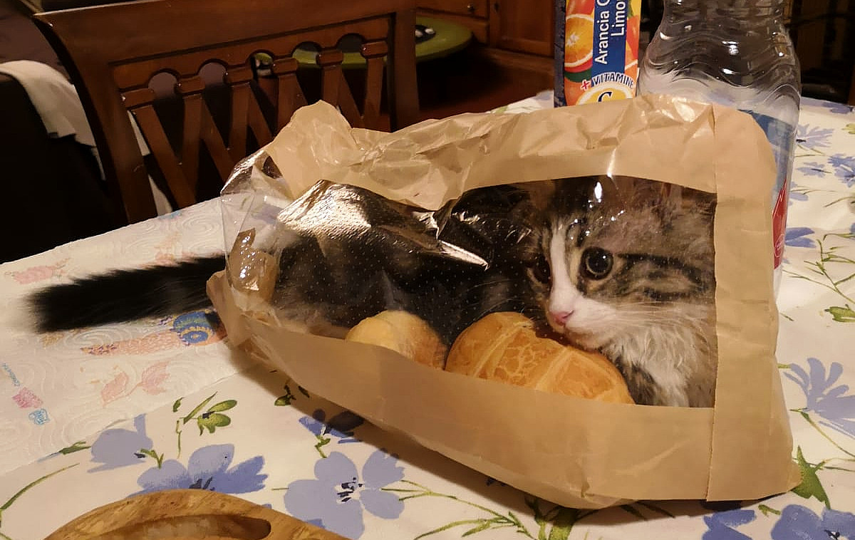 How Do Your Cats ‘Misbehave’?