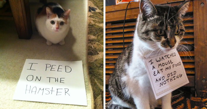 catshaming1