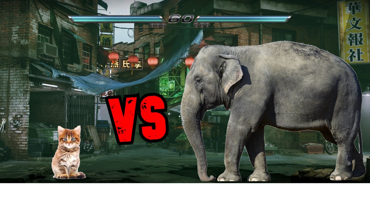 Cat Defends His Territory From An Elephant In&nbsp;Thailand