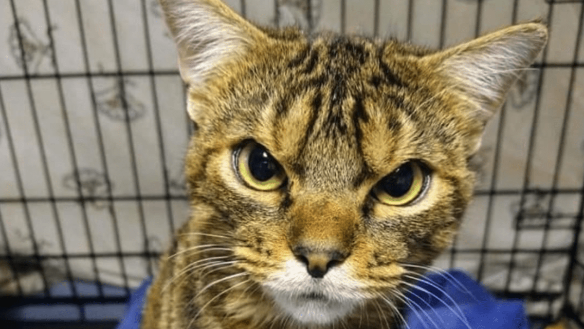This Cat Looks Like An Angry Drill&nbsp;Sergeant