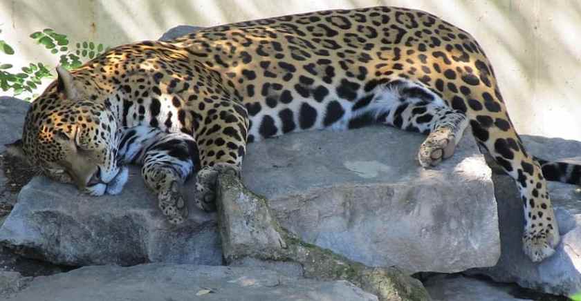 jaguar-sleeping-big-cat-carnivore-feline-resting-cat-nap-portrait-fur