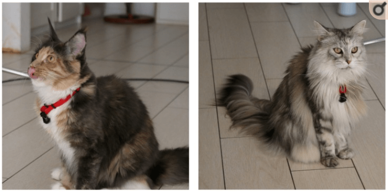 Screenshot_2020-11-12 Automatic Classification of Cat Vocalizations Emitted in Different Contexts