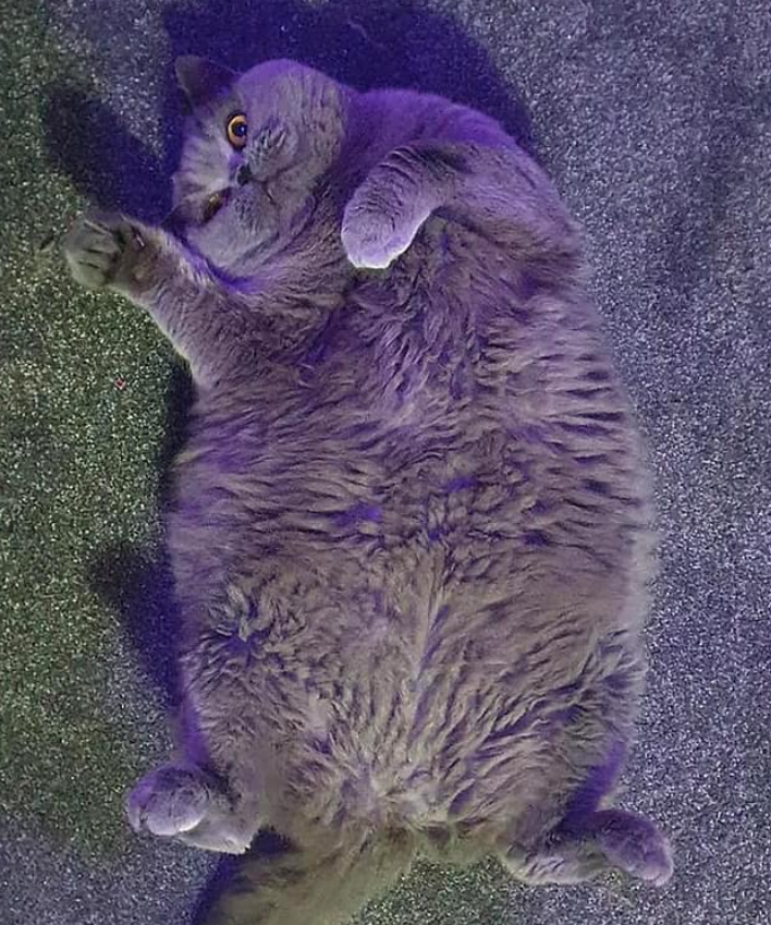 Screenshot_2020-11-13 Pet owner pleads for people to stop feeding one-stone cat