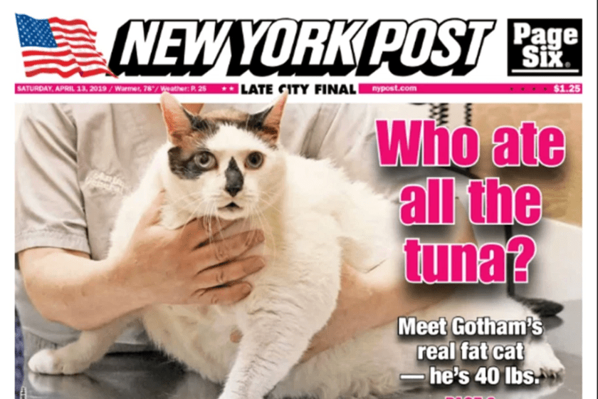 Screenshot_2020-11-15 barsik-cat-2020-1-1 jpg (WEBP Image, 915 × 610 pixels)