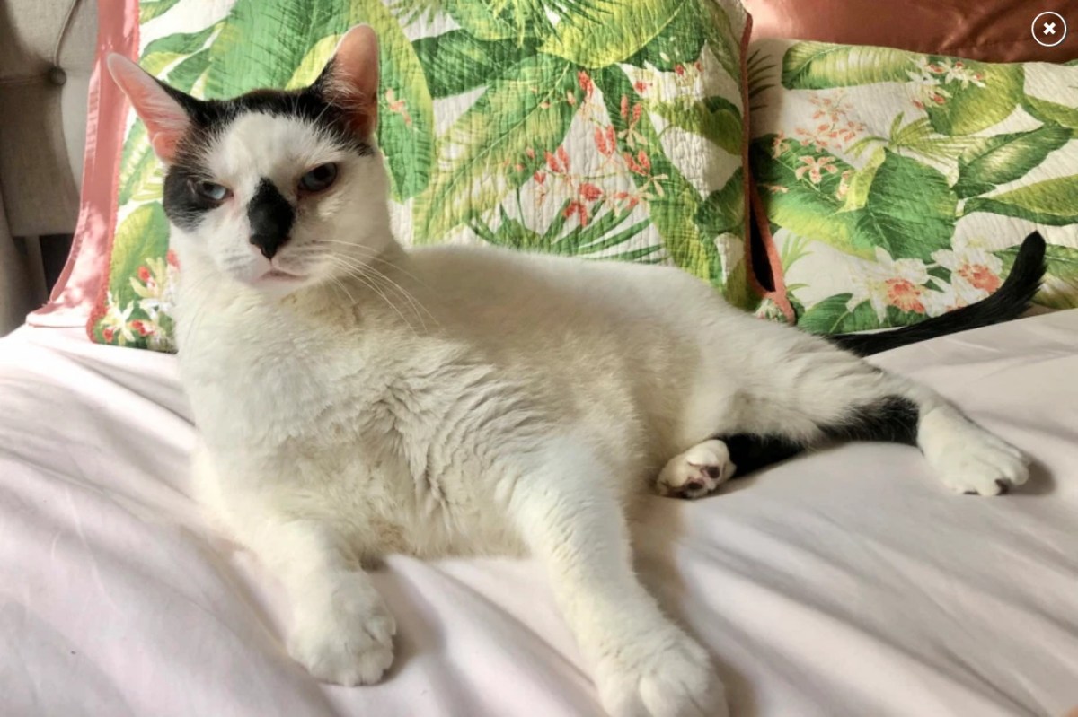 ‘New York’s Fattest Cat’ Relinquishes His&nbsp;Title